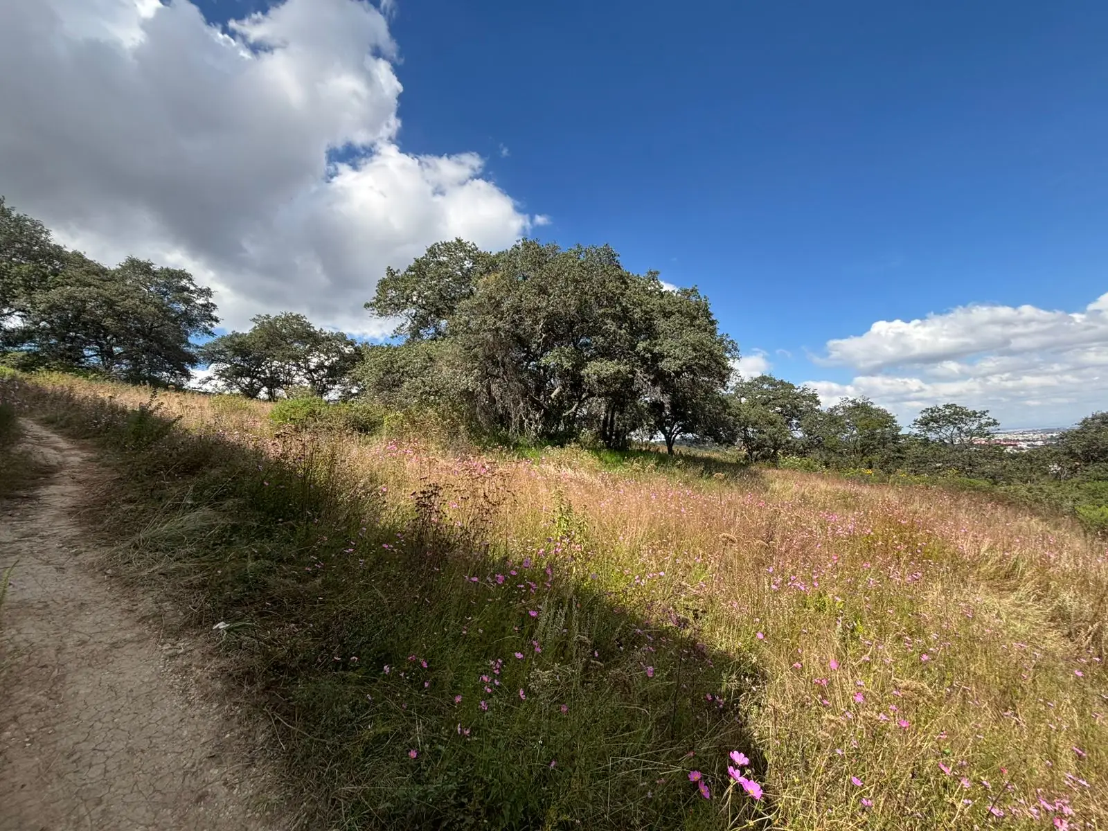 WhatsApp Image 2025-10-28 at 00.00.34